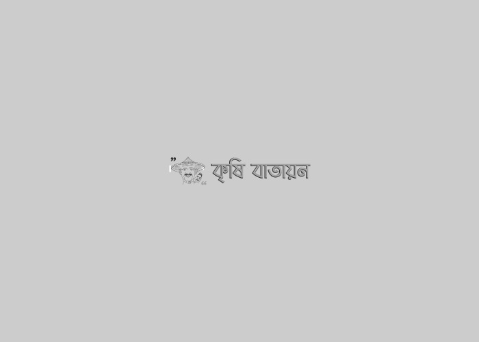 ভাল বীজে ভাল ফলন, বীজ শোধনে অধিক ফলনঃ আলু বীজ শোধন পদ্ধতি