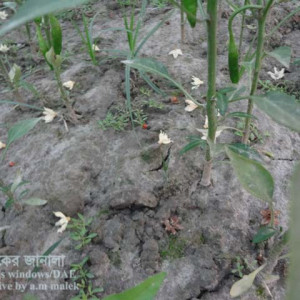 মরিচের ফুল ঝড়ে পড়া