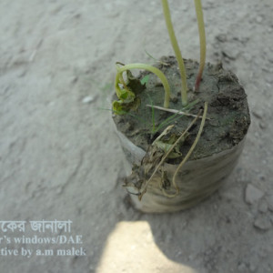 পেঁপের চারা ধ্বসা রোগ