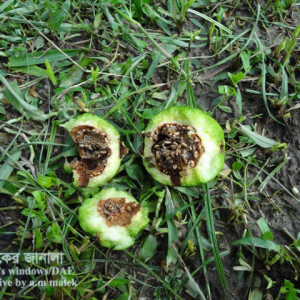 পেয়ারার ফলছিদ্রকারি পোকা