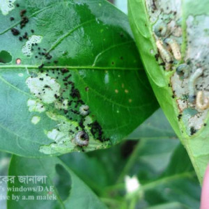 মিষ্টি মরিচের লেদা পোকা